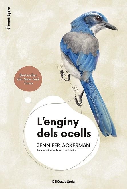 L'ENGINY DELS OCELLS | 9788413562544 | ACKERMAN, JENNIFER